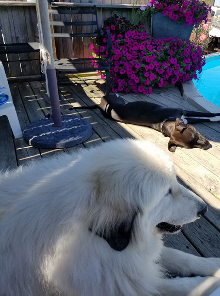 Luna at 5 years