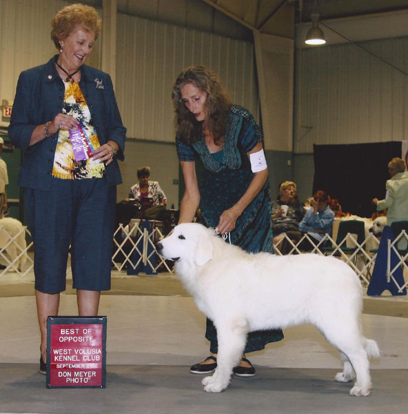 Pearl winning Winners Bitch for a Major at 6 months