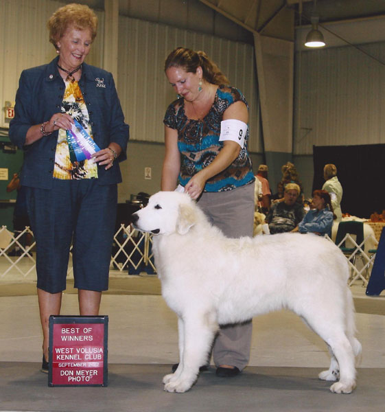 Toby winning Winners Dog and Best of Winners at 8 months