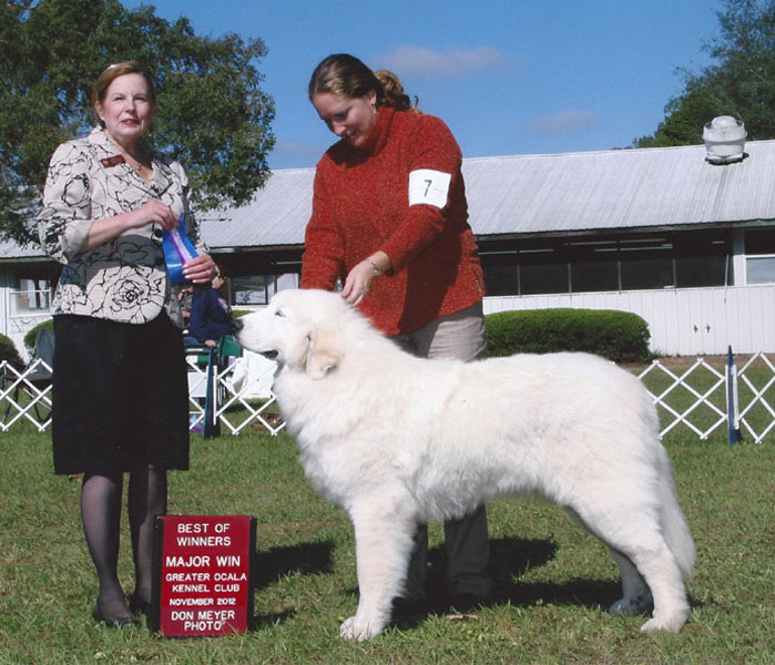 Toby winning Winners Dog and Best of Winners for a Major