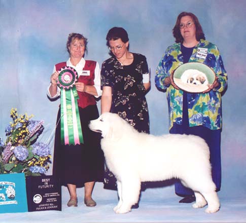 AddOn winning Best in Futurity at the 2003 National Specialty in Richfield, Ohio