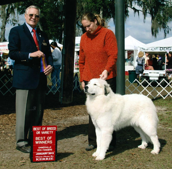Amber winning Best of Breed over Specials at 11 months