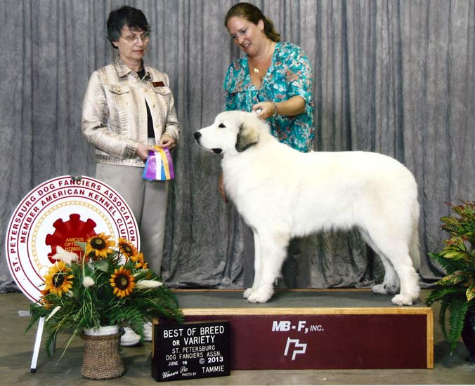 Amber winning Best of Breed over male Special