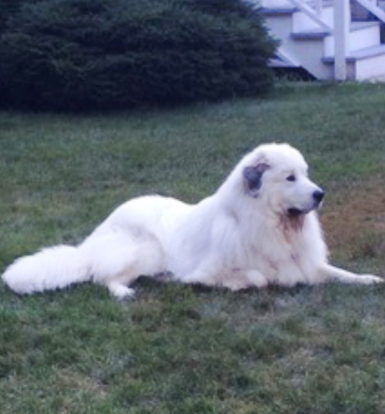 Blake at 5 years