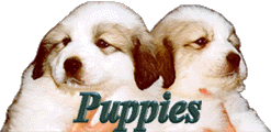 Guardenia Great Pyrenees Puppies