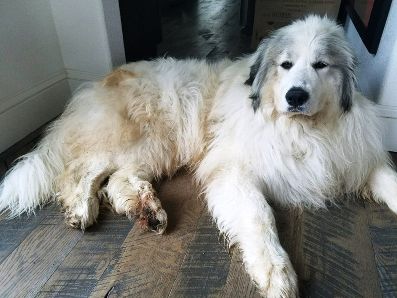 Lucy at 5 years