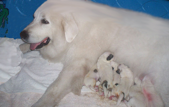 Ruby's puppies nursing on day 1