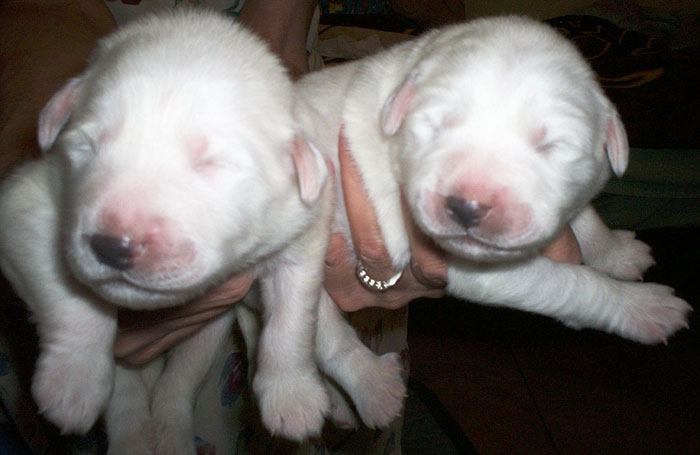 Opal and Pearl at 1 week