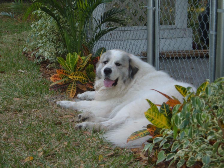 Spencer guarding the gate