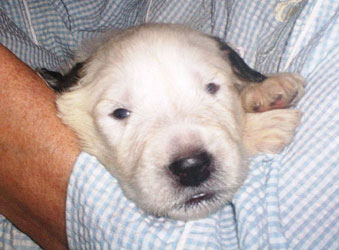 Nelson on Day 14