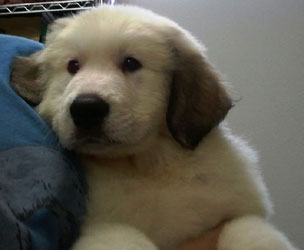 Nelson at 9 1/2 Weeks
