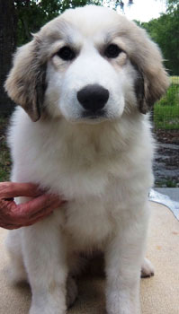 Faith at 15 Weeks