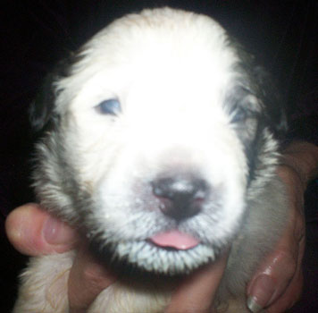 Dolly on Day 14