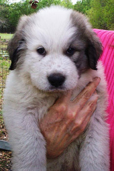 Dolly at 7 Weeks