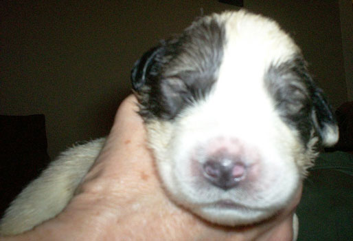 Reba on Day 10
