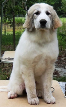 Reba at 4 Months
