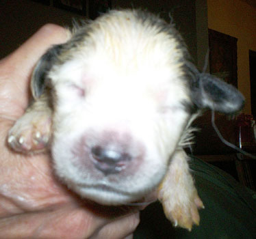 Waylon on Day 10