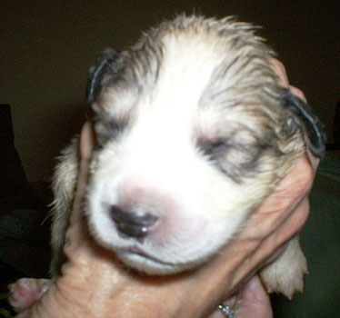 Miranda on Day 10