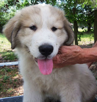 Miranda at 10 Weeks