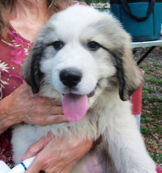 Rosie at 10 Weeks